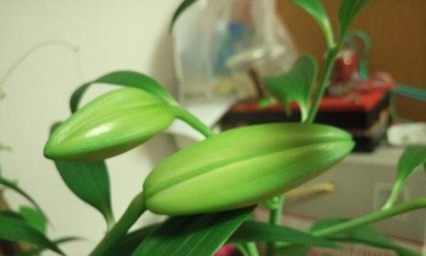 百合的生长环境是什么？哪些地方条件适合百合生长？