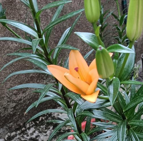 百合种植方法是什么？种球种植的最佳时间是什么时候？