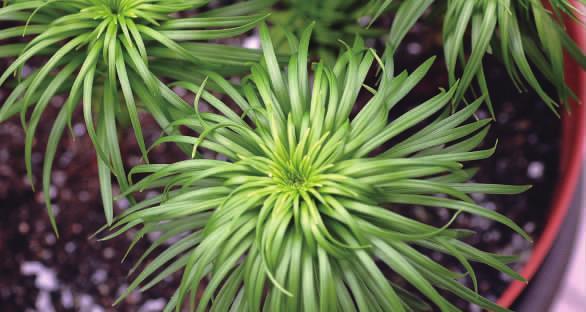 百合种植方法是什么？种球种植的最佳时间是什么时候？