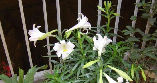 百合花不开花是什么原因？如何解决？