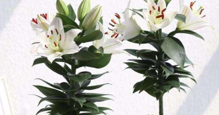 百合花插花怎么养？插花后的护理和注意事项是什么？