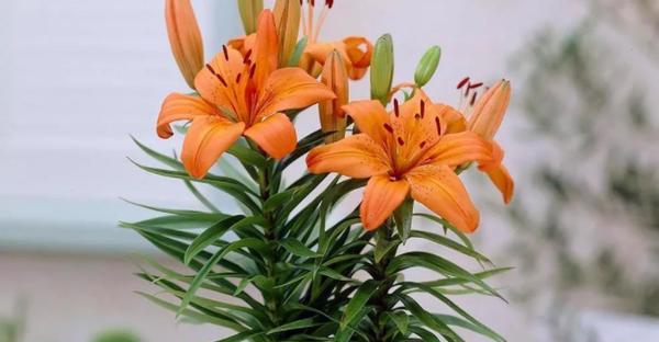 百合花插枝能活吗？如何正确进行插枝操作？