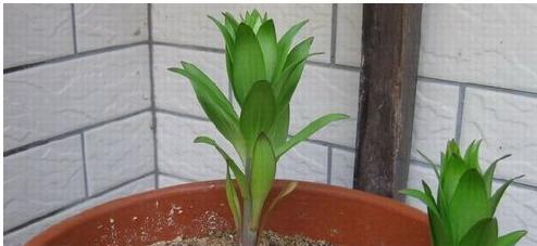 百合花适合在哪些地方生长？生长环境有何要求？