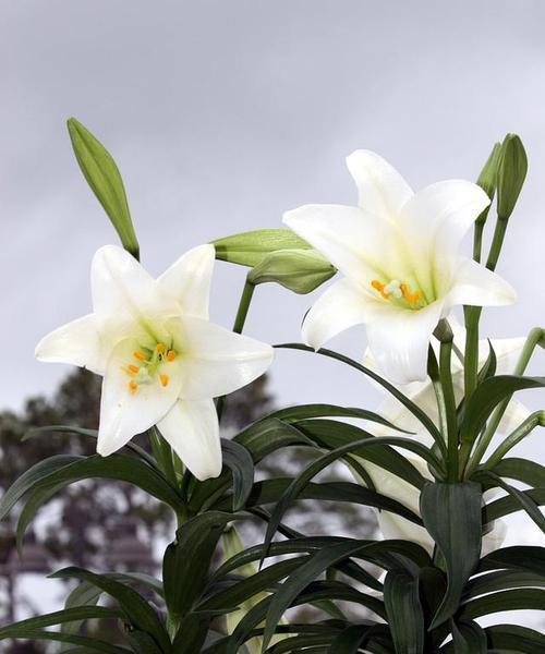 百合花适合在哪些地方生长？生长环境有何要求？