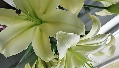 百合花如何生长？其生长环境条件有哪些要求？