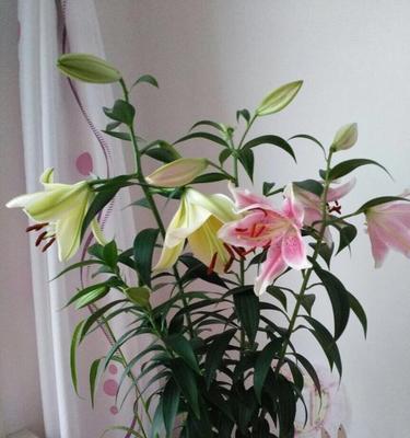 百合花的香味对人体有害吗？了解其潜在影响和安全使用指南