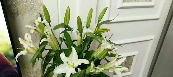 百合花的香味对人体有害吗？了解其潜在影响和安全使用指南
