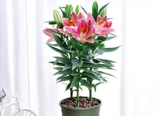 百合花养殖需要注意什么？如何正确养殖百合花？
