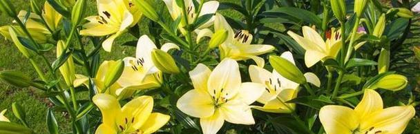 百合花的寓意和象征风水是什么？如何在家居风水中应用？