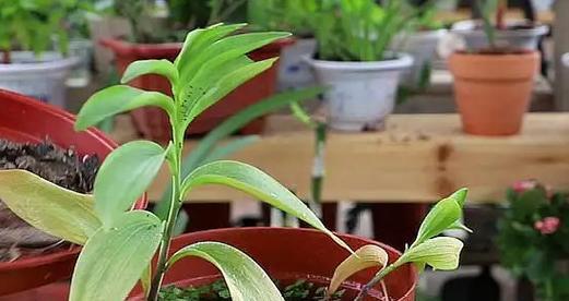 如何正确种植百合花？最佳种植时间是什么时候？