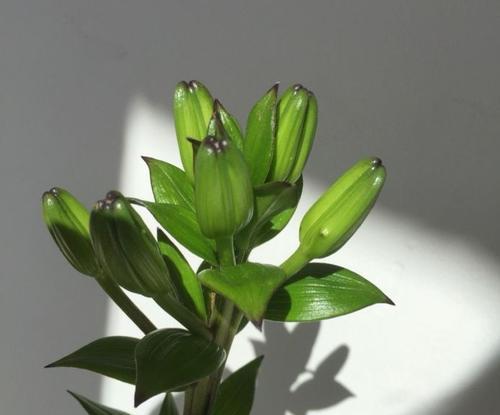百合花冬天怎么养护？有哪些注意事项？
