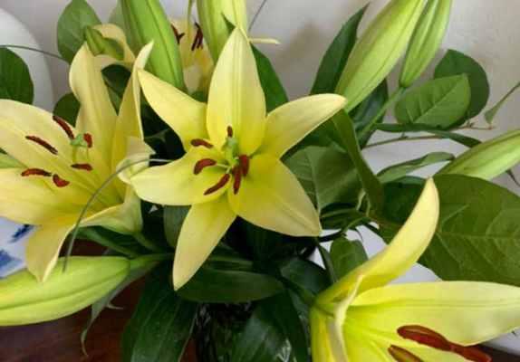 百合花冬天怎么养护？有哪些注意事项？