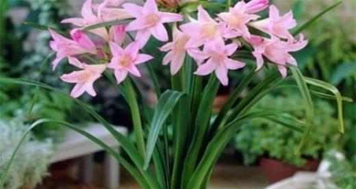 百合花多久浇一次水？如何正确浇水以保持其健康生长？