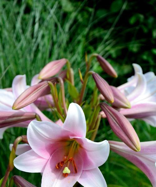 百合花多久开花？如何正确养护以促进开花？