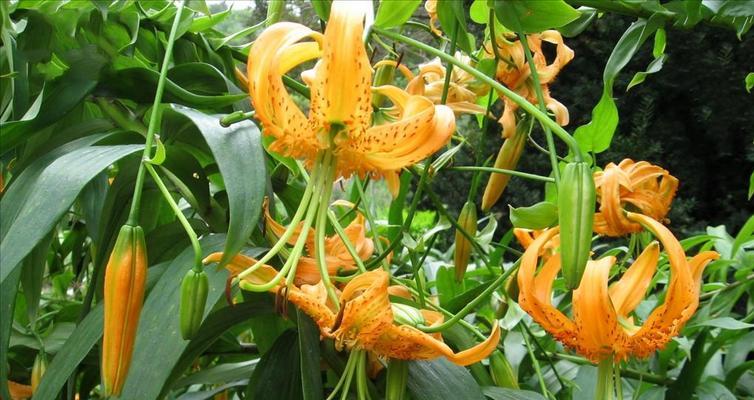 百合花多久开花？如何正确养护以促进开花？
