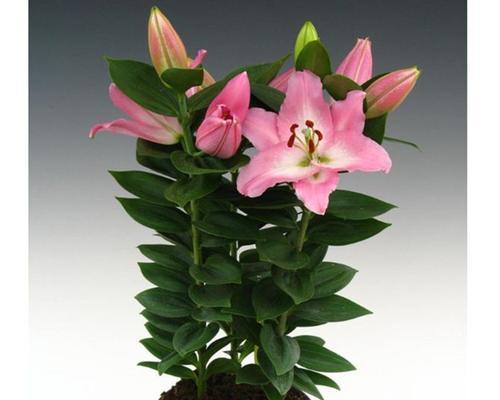 百合花多久开花一次？如何正确养护以促进花期？