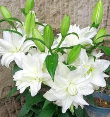百合花多久开花一次？如何养护才能保证定期开花？