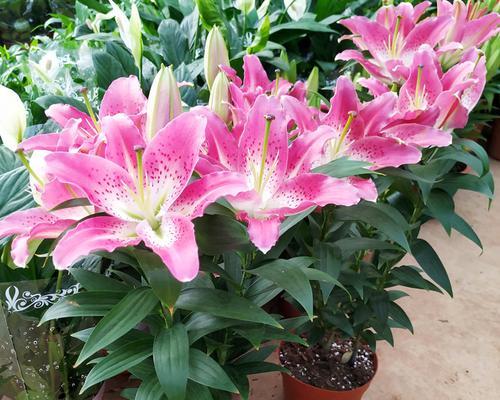 百合花多久开花一次？如何养护才能保证定期开花？