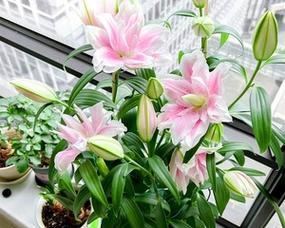 百合花放在阳台好吗？阳台哪个位置最适合种植百合花？