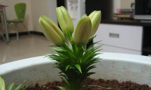 百合花好养活吗？如何确保百合花的健康生长？