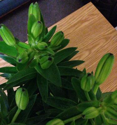百合花花骨朵多久会开花？如何判断花期？