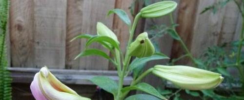 百合花花骨朵多久会开花？如何判断花期？