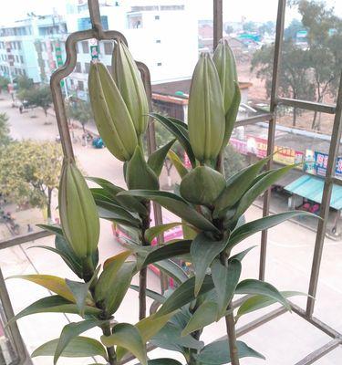 百合花花骨朵多久会开花？如何判断花期？