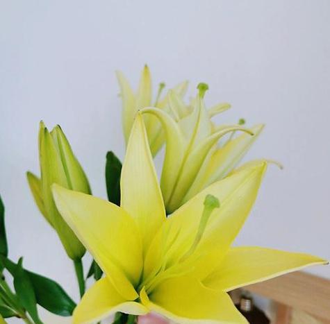 百合花花期持续多久？如何延长花期？