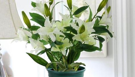 百合花花期持续多久？如何延长花期？