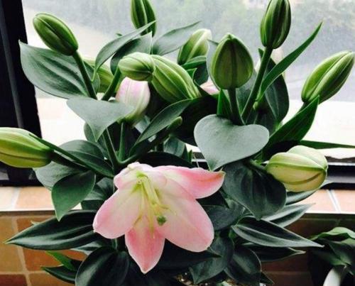 百合花花期多长时间？如何延长百合花的观赏期？