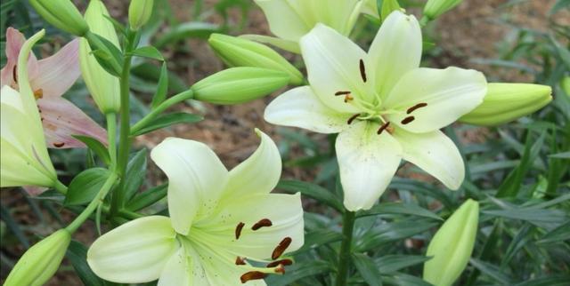 百合花花期多长时间？如何延长百合花的观赏期？