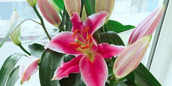 百合花花期持续多久？最佳观赏月份是什么时候？