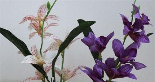 百合花花期养护管理要点是什么？如何延长花期？