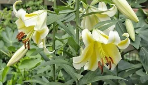 百合花花期养护管理要点是什么？如何延长花期？
