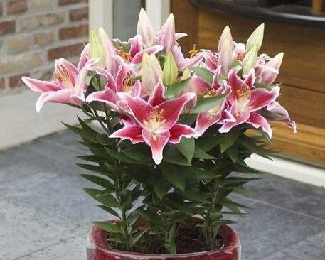 百合花花期养护管理要点是什么？如何延长花期？