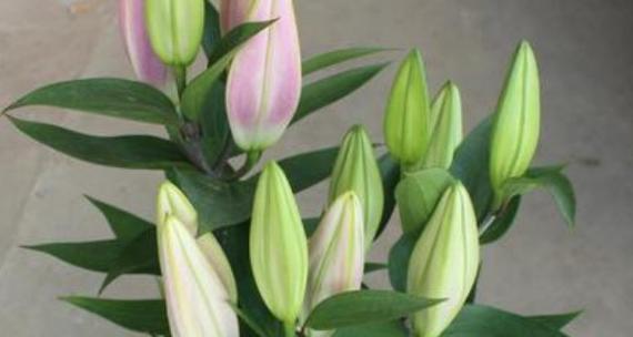百合花的香味对人体有害吗？花香味是否含有毒素？