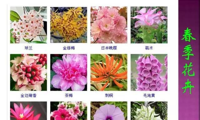 百合花浇水频率如何随季节变化？春夏秋冬浇水指南是什么？