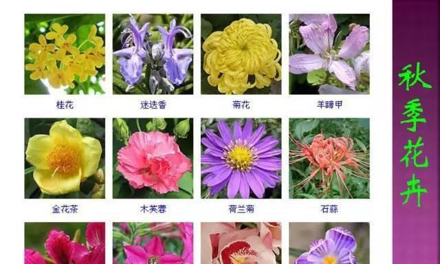 百合花浇水频率如何随季节变化？春夏秋冬浇水指南是什么？