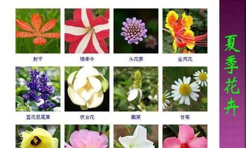 百合花浇水频率如何随季节变化？春夏秋冬浇水指南是什么？