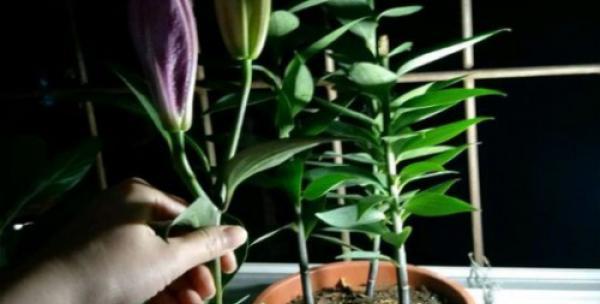 百合花开花后怎么处理？如何正确修剪和养护？