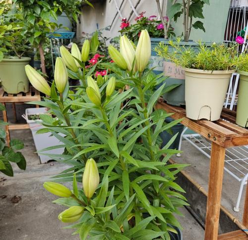 百合花开花后怎么处理？如何正确修剪和养护？