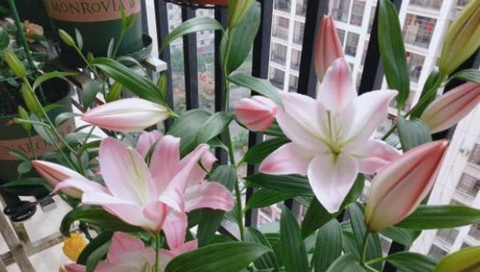 百合花开完花后如何处理？维护技巧有哪些？