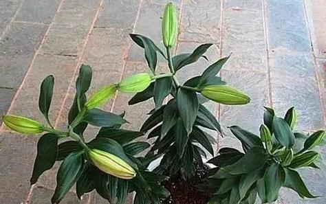 百合花开完花后如何处理？维护技巧有哪些？