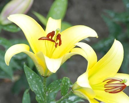 百合花可以吃吗？食用百合花的安全性和方法是什么？