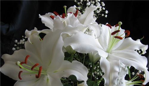 百合花放在卧室好吗？有哪些注意事项？