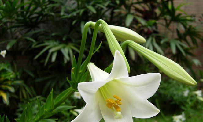 百合花真的能净化空气吸甲醛吗？