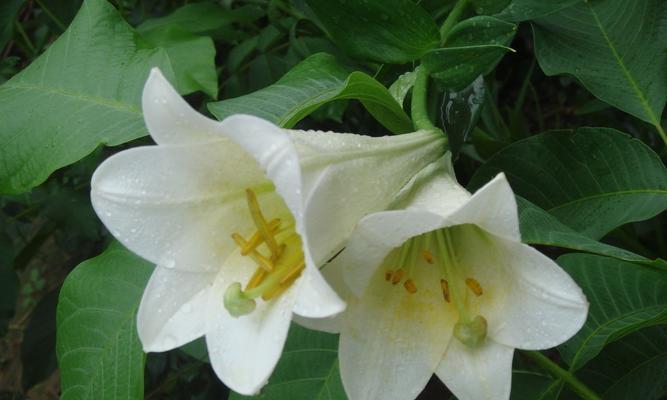 百合花真的能净化空气吸甲醛吗？