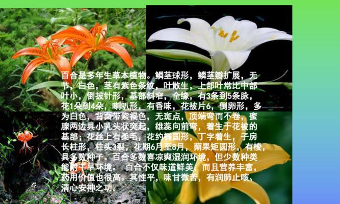 百合花扦插繁殖可行吗？最佳时间与步骤是什么？