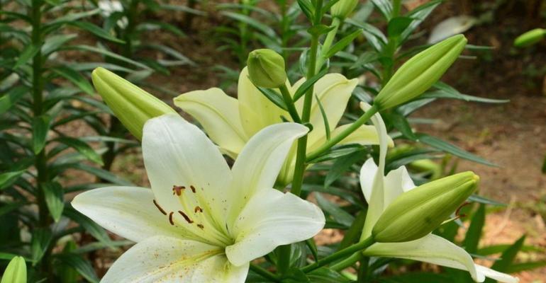 水培百合花可行吗？如何正确养殖水培百合花？