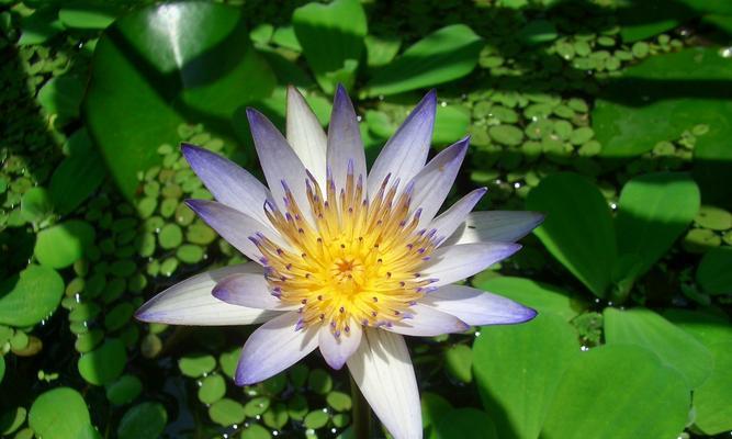 百合花可以水养吗？水养百合花的正确方法是什么？